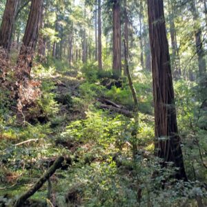 Counseling Services: Talk/Personal Therapy