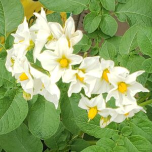 Chaplain/Reverend Services;  Wedding Officient