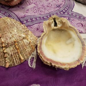 Spiny Oyster Shell; Unique Oyster Seashell Incense Holder or Bowl
