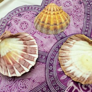 Large Clam Shell; Clam Seashell Incense Holder or Bowl; Exsquisite Natural Pattern